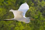 Egret In Flight_45737